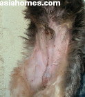 Singapore dog. Castration wound heals well 6 days after surgery.