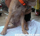 Demodectic mange in a 6 month cross-bred dog