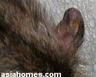 Singapore dwarf hamster ear growth
