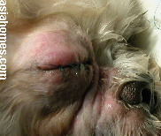 Singapore Shih Tzu 10 months - ulcerative keratitis