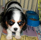 Singapore Cavalier King Charles puppy 3 months old  coughing