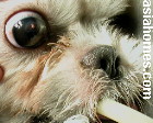 Singapore Shih Tzu 10 months - ulcerative keratitis