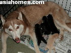 Singapore's Siberian Husky with four 3-day-old puppies and a Labrador puppy