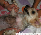 Bacterial folliculitis at the sternum - Silkie male neutered 4 years old