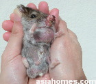 Singapore dwarf hamster - nose tumour and chest abscess