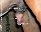Singapore horse, maggots in penis