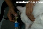 Gas anaesthesia of cat for castration, Singapore