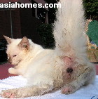 Cat passes stool during anaesthesia and urine after castration.