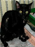 6 month old Singapore cat - castration 