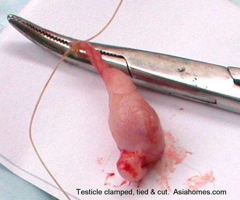 Shattered Testicle