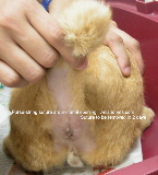 Singapore male cat - 4 years old - rectal prolapse