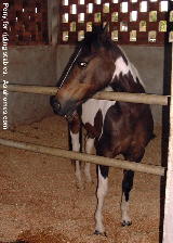 Singapore normal pony