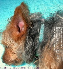 Young Silkie Terrier.  Singapore Dog.  Ear mites - check with your vet.