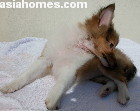 Seizures in a 2-month-old Sheltie - 10 minutes after anti-fit injection