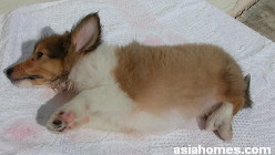 Seizures in a 2-month-old Sheltie - brain trauma?