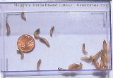 Maggots inside breast tumour of bitch, Singapore