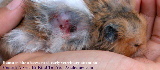 Singapore hamster. A huge lump from bite abscess irritates this hamster.
