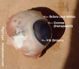 Pig's eye for biology class for 14-year-old students, Singapore.
