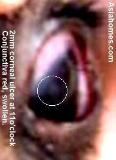 Dog's corneal ulcer. Singapore