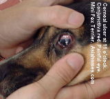 Dog's corneal ulcer. 2 mm wide.  Singapore  