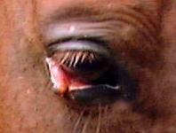 Horse: Eyelid healing well after 2 weeks of daily care.