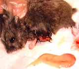 Anaesthesized hamster with abscess lanced