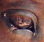 Racehorse: Right eyelid tear healed after 6 weeks