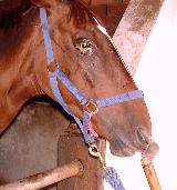 Putting eye ointment. A nose twitch to restrain the horse