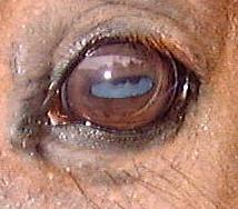 Racehorse. Normal left eye