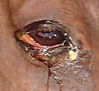 Horse. Lower eyelid cut 4 hours ago.