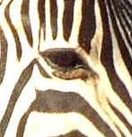 Zebra. Normal eyelids