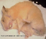 Singapore hamster. Greenish yellow sticky pus of over 1 ml.
