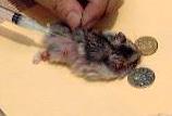 Hamster with intense itch given an injection