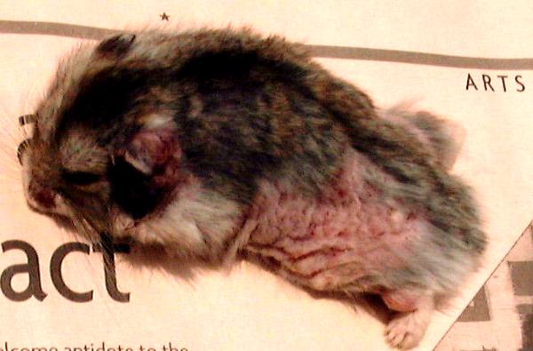 hamster skin diseases