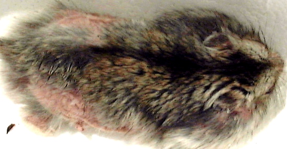 hamster skin diseases