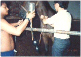 Dr Sing giving a multi-vitamin drip for a Singapore racehorse  