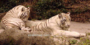 Singapore white Bengal tigers on a Sunday October 2001 morning 9 a.m