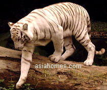 White Bengal Tiger at Singapore Zoological Gardens Oct 2001