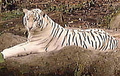 White Tiger at the Singapore Zoological Gardens : Sep 2001