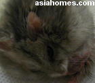 Singapore dwarf hamster 1.5 years old, tumour