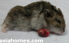 Singapore dwarf hamster 1.5 years old, breast tumour