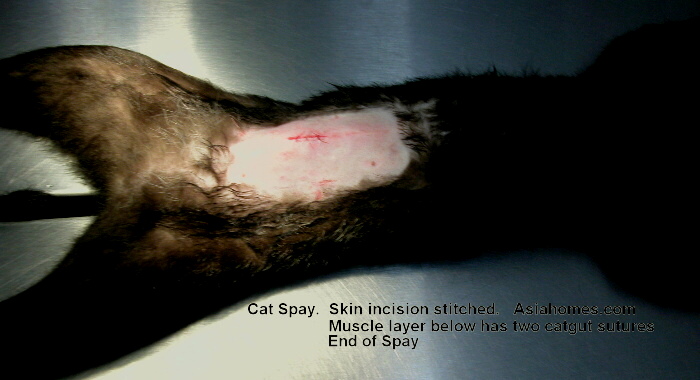 Cat Stitch