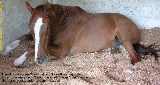 Warmblood feeling the Singapore's hot and humid noon time 