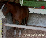 Warmblood enjoying his grains