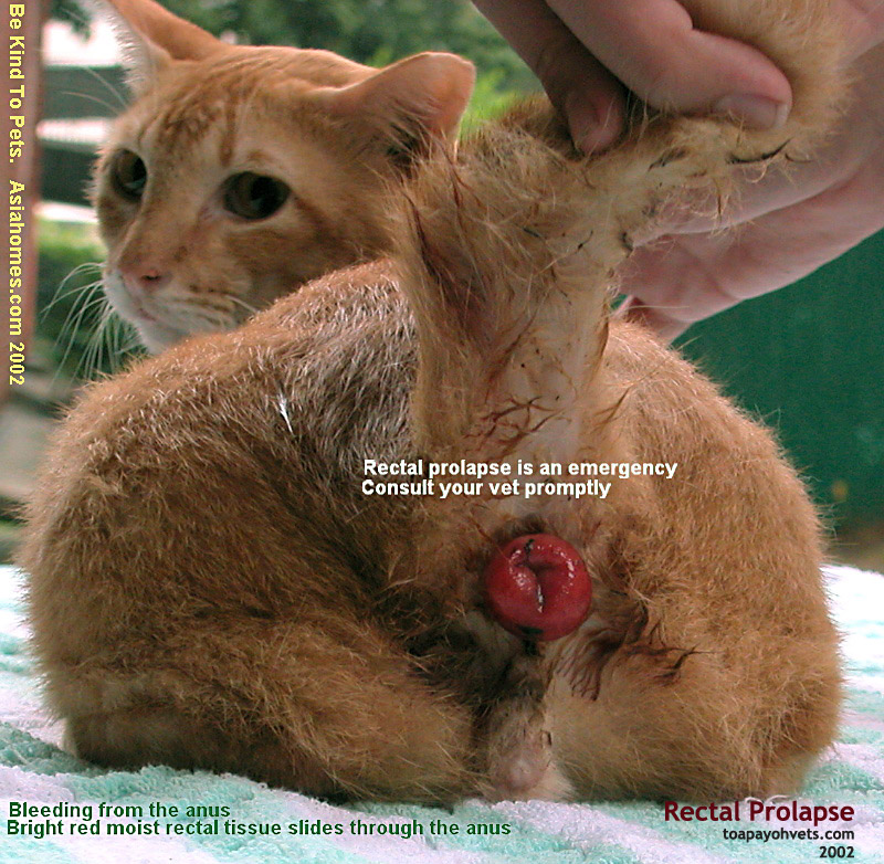 Veterinary and Travel Stories Cat with rectal prolapse