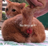 Singapore. Rectal prolapse in cat - less than 6 hours old