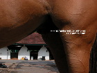 Equine preputial normally is not swollen. Singapore horse