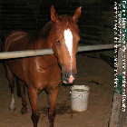 Singapore mare pony having difficulty in passing urine