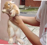 Holding the rabbit for examination.