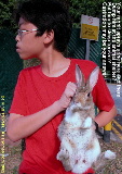 A young Singapore rabbit castrated. Sprayed urine in apartment.